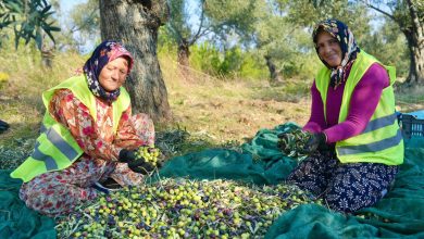 Burhaniye'de zeytin hasadı başladı 5 WhatsApp Gorsel 2025 10 22 saat 08.56.03 0ba4ac84 |