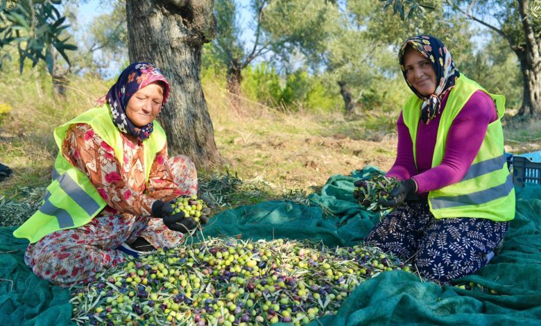 Burhaniye'de zeytin hasadı başladı 1 WhatsApp Gorsel 2025 10 22 saat 08.56.03 0ba4ac84 |