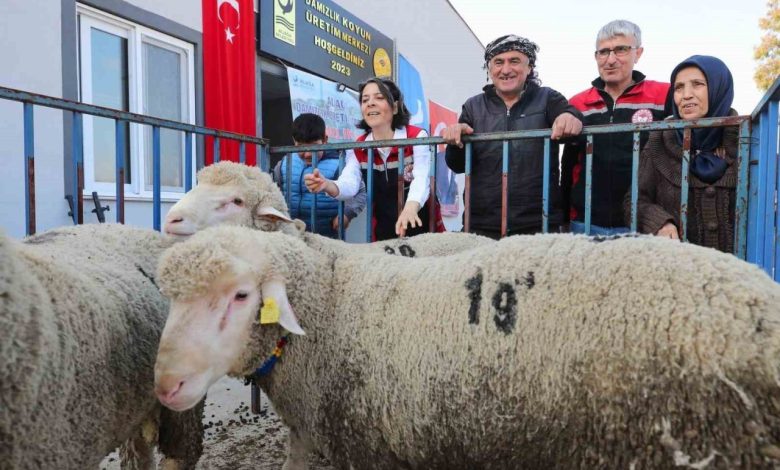 aliaga belediyesinden ureticiye damizlik koyun destegi 905e60300060 |