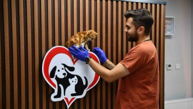 Balıkesir’de can dostlar Büyükşehir eliyle güvende 6 balikesirde can dostlar buyuksehir eliyle guvende 734f333b7efa |