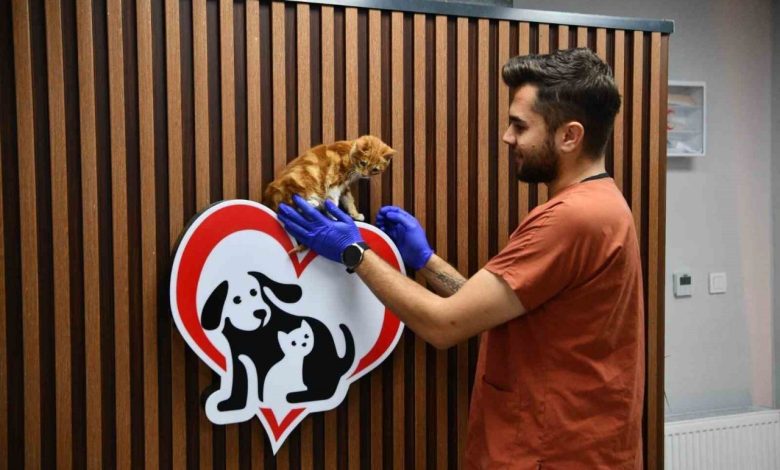 Balıkesir’de can dostlar Büyükşehir eliyle güvende 1 balikesirde can dostlar buyuksehir eliyle guvende 734f333b7efa |