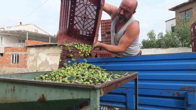 Balıkesir’de elekler kuruldu yeşil zeytin hasadı başladı 2 balikesirde elekler kuruldu yesil zeytin hasadi basladi f8ab6baede6f |