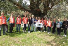 balikesirde mese palamutlari ogrencilerin elinde fidana donusecek 5fe6375a93ec |