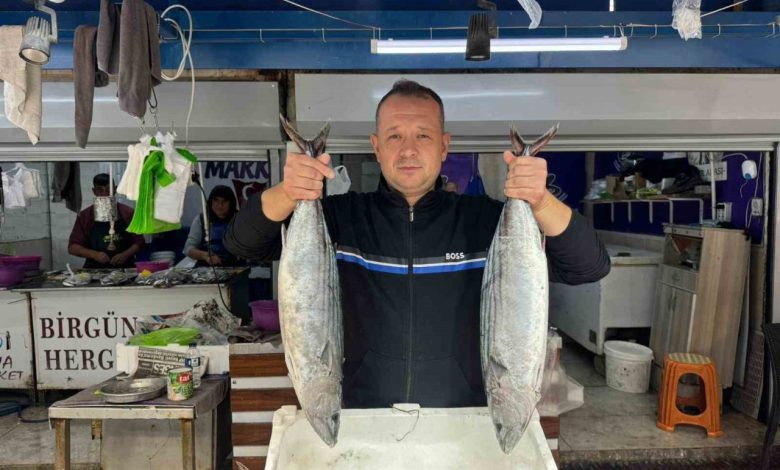 Bandırma Balık Hali’nde sezon hareketliliği başladı 1 bandirma balik halinde sezon hareketliligi basladi 1a164a226a16 |