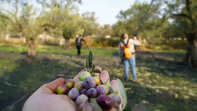 Bu yılın zeytin ve zeytinyağı rekolte tahmini açıklandı 5 bu yilin zeytin ve zeytinyagi rekolte tahmini aciklandi 409fe95c8502 |