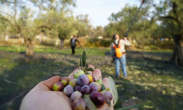 Bu yılın zeytin ve zeytinyağı rekolte tahmini açıklandı 1 bu yilin zeytin ve zeytinyagi rekolte tahmini aciklandi 409fe95c8502 |