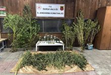 bursada 9 kilo 400 gram esrar ele gecirildi cb247aefbe24 |
