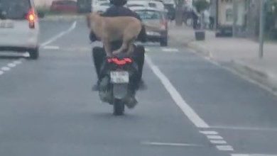 Çanakkale’de motor artçısı görenleri hem şaşırttı hem neşelendirdi 6 canakkalede motor artcisi gorenleri hem sasirtti hem neselendirdi 2abb04f9b657 |