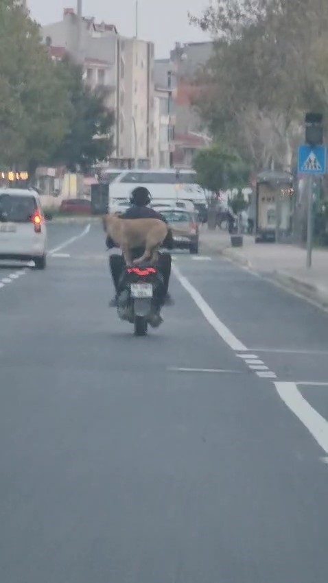 canakkalede motor artcisi gorenleri hem sasirtti hem neselendirdi 2abb04f9b657 |