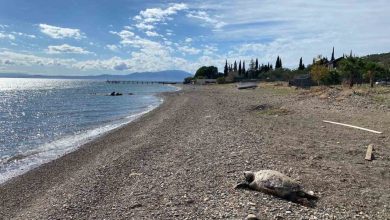Çanakkale’de sahile ölü caretta carettalar vurdu 4 canakkalede sahile olu caretta carettalar vurdu d4d95460be2c |