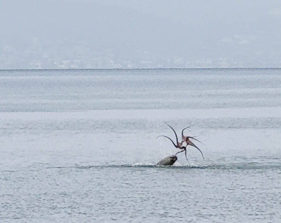 cesme sahilinde fokun ahtapot avi ff5ddf943b0a |