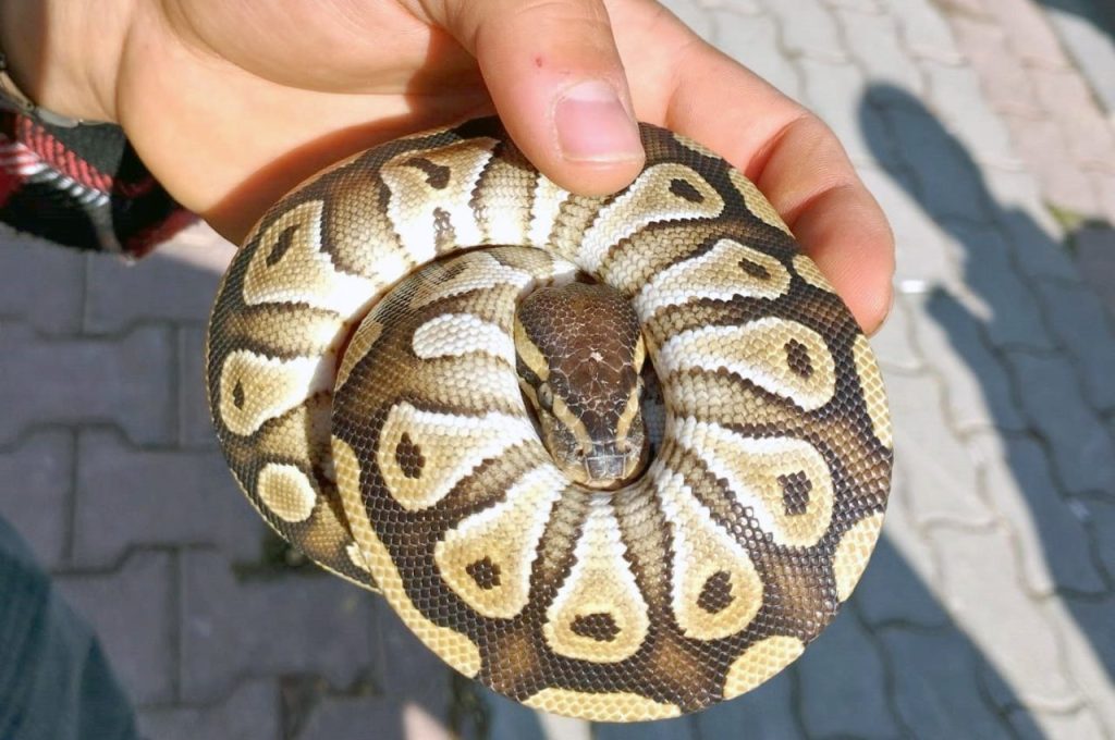 dkmp vatandasin cebinden cikan piton yilanina el konuldu 637520eccdb0 e1760952335754 |