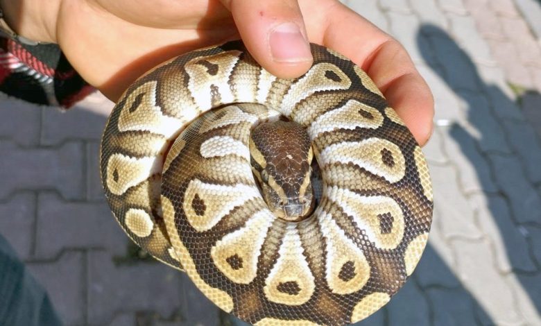 dkmp vatandasin cebinden cikan piton yilanina el konuldu 637520eccdb0 e1760952335754 |