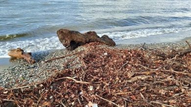 edremitte siddetli lodos sahili agac dallari ve yosunla doldurdu b9bbe6d71733 |