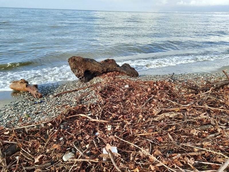 edremitte siddetli lodos sahili agac dallari ve yosunla doldurdu b9bbe6d71733 |