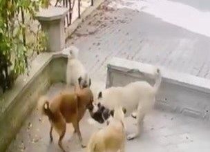 Kediye saldıran köpek sürüsü kameraya yansıdı 5 kediye saldiran kopek surusu kameraya yansidi 679672653f42 |