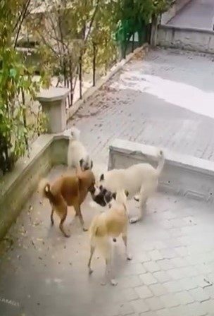 Kediye saldıran köpek sürüsü kameraya yansıdı 1 kediye saldiran kopek surusu kameraya yansidi 679672653f42 |