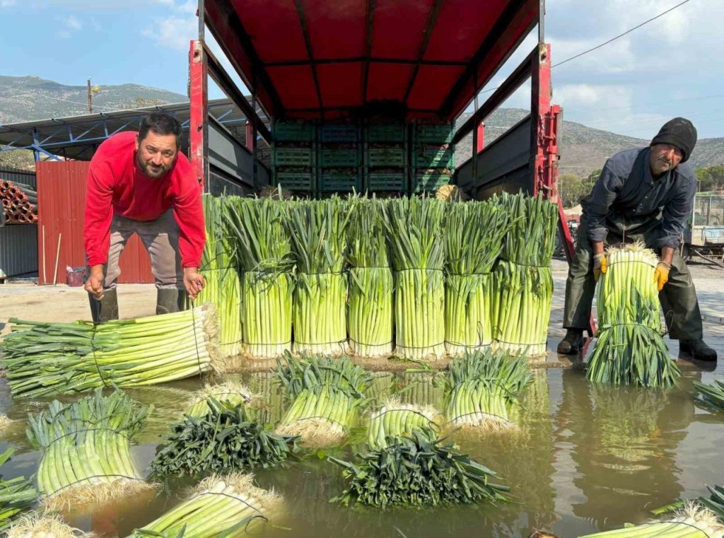 kis sebzesi pirasada hasat heyecani 066cd2426713 |