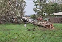 lodos sebebiyle agac ve elektrik diregi devrildi 5eb13bd09b95 |