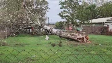 lodos sebebiyle agac ve elektrik diregi devrildi 5eb13bd09b95 |