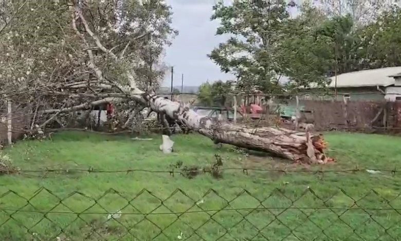 Lodos sebebiyle ağaç ve elektrik direği devrildi 1 lodos sebebiyle agac ve elektrik diregi devrildi 5eb13bd09b95 |