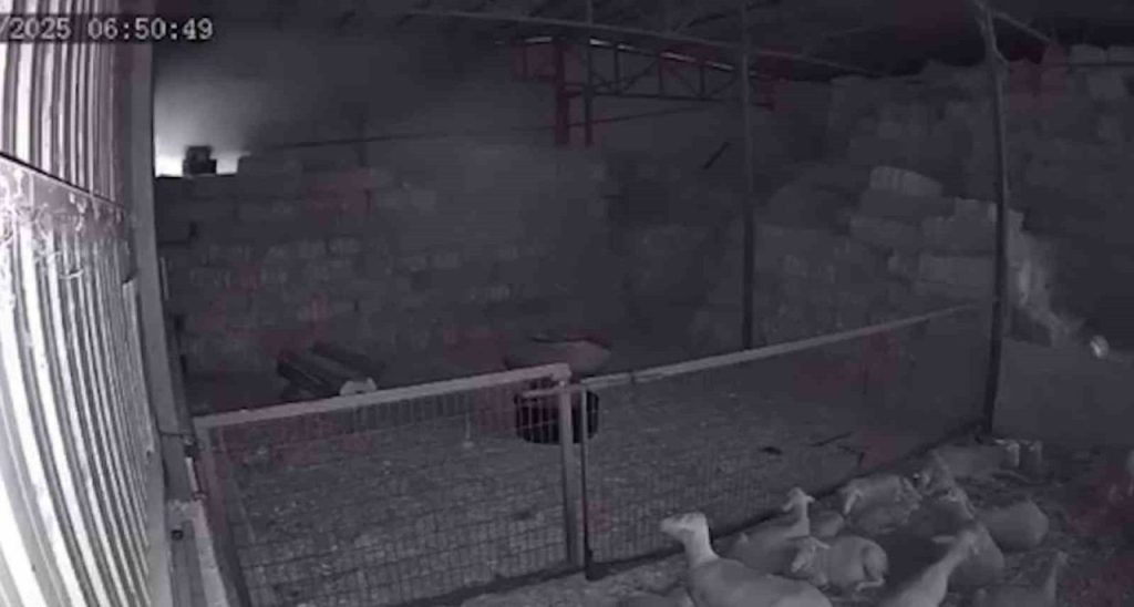 mudanyada ahir ve samanlik yangininda 170 hayvan kule dondu o anlar kamerada 1598de13fd04 |