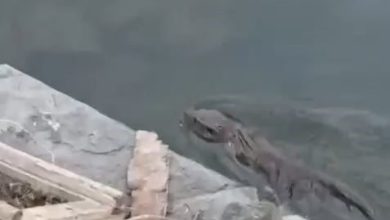 Nesli tükenmekte olan su samuru Küçükçekmece’de görüldü 2 nesli tukenmekte olan su samuru kucukcekmecede goruldu c8a14c83d0dc |