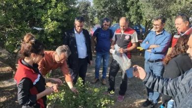 Sakız Ağacı için Aydınlı üreticilerden Çeşme’ye ziyaret 3 sakiz agaci icin aydinli ureticilerden cesmeye ziyaret 390d9e72aa06 |