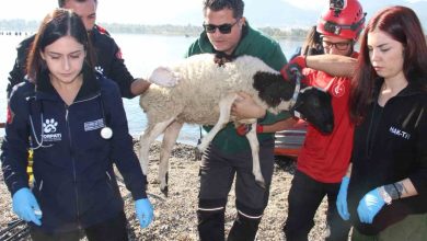 sel felaketi riski tasiyan izmirde afaddan tatbikat 41090c09ed0c |