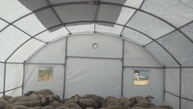 sindirgida depremden etkilenen ureticilere gecici hayvan barinma cadiri destegi cfb32a6a5a9c |