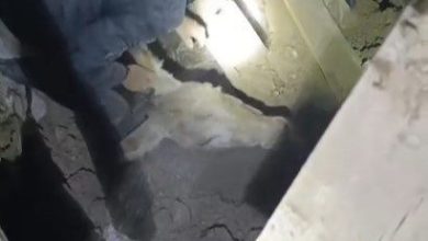 sindirgida enkaz altinda kalan esek canli kurtarildi c146f3418b54 |