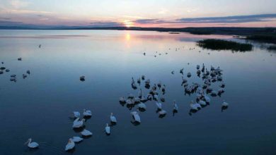sonbaharda manyas golunde pelikan ve flamingo ziyaretleri ebcd7a0077d6 |