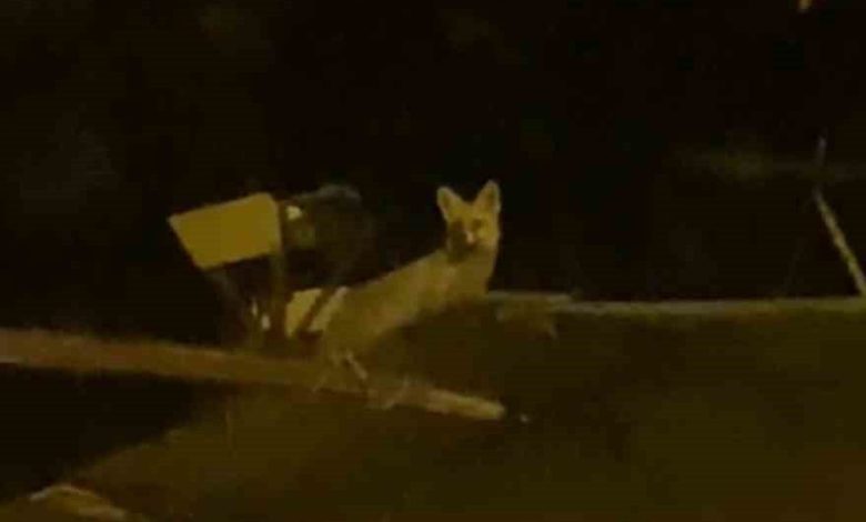 Tavuk hırsızı tilkiyi yerde beklerken çatıda çıktı 1 tavuk hirsizi tilkiyi yerde beklerken catida cikti c3d7417d27c0 |