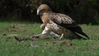 yilani yakalayan kartal boyle govde gosterisi yapti d989320c5043 |