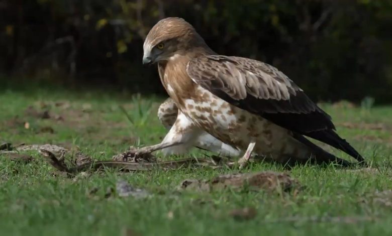 yilani yakalayan kartal boyle govde gosterisi yapti d989320c5043 |