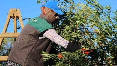 Zeytin hasadı dua ve hayır yemekleriyle başladı 2 zeytin hasadi dua ve hayir yemekleriyle basladi 1ed4b079f7e5 |