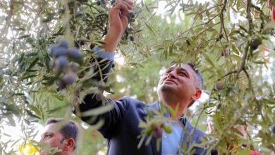 zeytinin yolculugu aliagada senlikle kutlandi f02315547c83 |