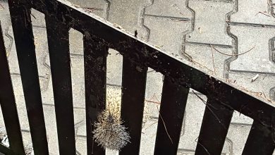 Burhaniye'de Mazgala Sıkışan Kirpi Kurtarıldı 7 IMG 20251111 WA0028 e1762862518941 |