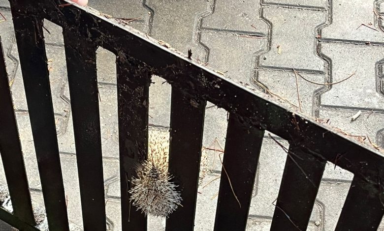 Burhaniye'de Mazgala Sıkışan Kirpi Kurtarıldı 6 IMG 20251111 WA0028 e1762862518941 |