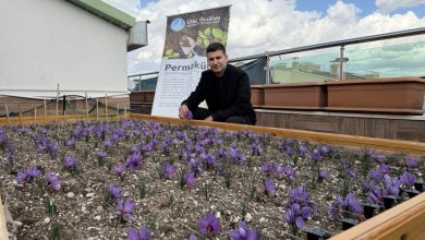 Ülkü Ocakları Genel Merkezi’nin Terasında Safran Hasadı! 2 Ulku Ocaklari Genel Merkezinin Terasinda Safran Hasadi 2 |