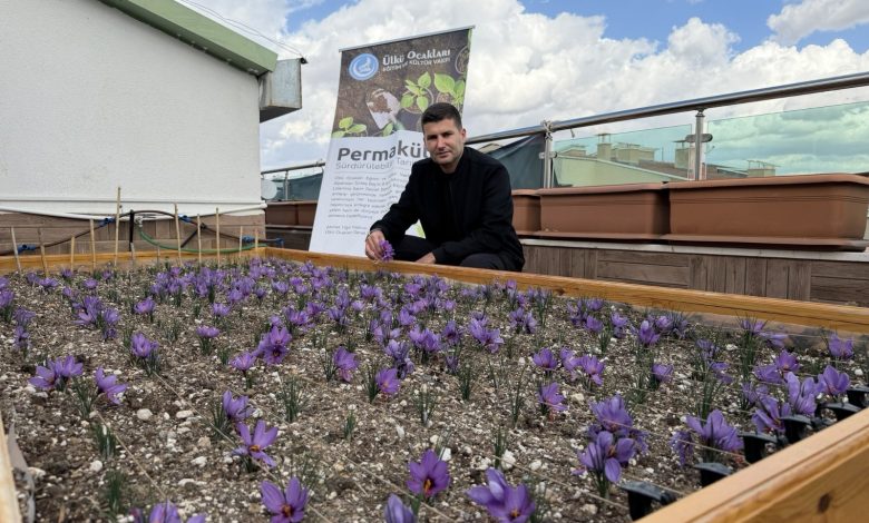 Ulku Ocaklari Genel Merkezinin Terasinda Safran Hasadi 2 |