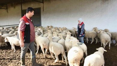 aliagada hibe koyun ve koclar ureticilere teslim edildi bf584ed19dfe |