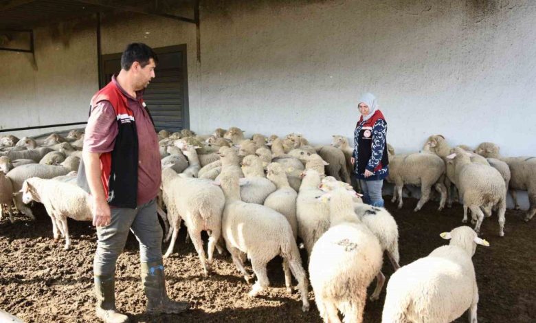 aliagada hibe koyun ve koclar ureticilere teslim edildi bf584ed19dfe |