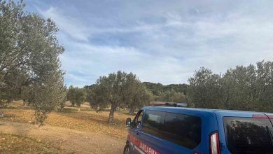 aliagada zeytin hasadi basladi guvenlik onlemleri artirildi 2e8e9dc50942 |