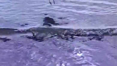 Ayağına dolanan sahte oltayla yaralanan martı tedavisinin ardından doğal ortamında 5 ayagina dolanan sahte oltayla yaralanan marti tedavisinin ardindan dogal ortaminda 43d50c1a3073 |