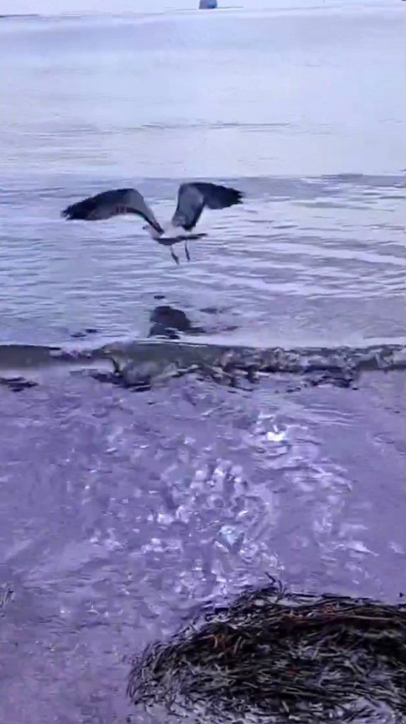 ayagina dolanan sahte oltayla yaralanan marti tedavisinin ardindan dogal ortaminda 43d50c1a3073 |