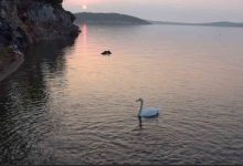 ayvalikta sevimli kugu pasa limaninin simgesi oldu 214ed9f3c0d8 |