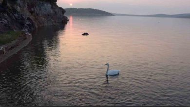 ayvalikta sevimli kugu pasa limaninin simgesi oldu 214ed9f3c0d8 |