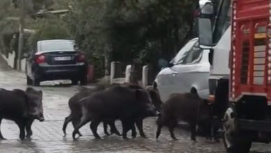 ayvalikta yagmurlu havada ac kalan domuzlar sehir merkezine indi e0e1f9455293 |