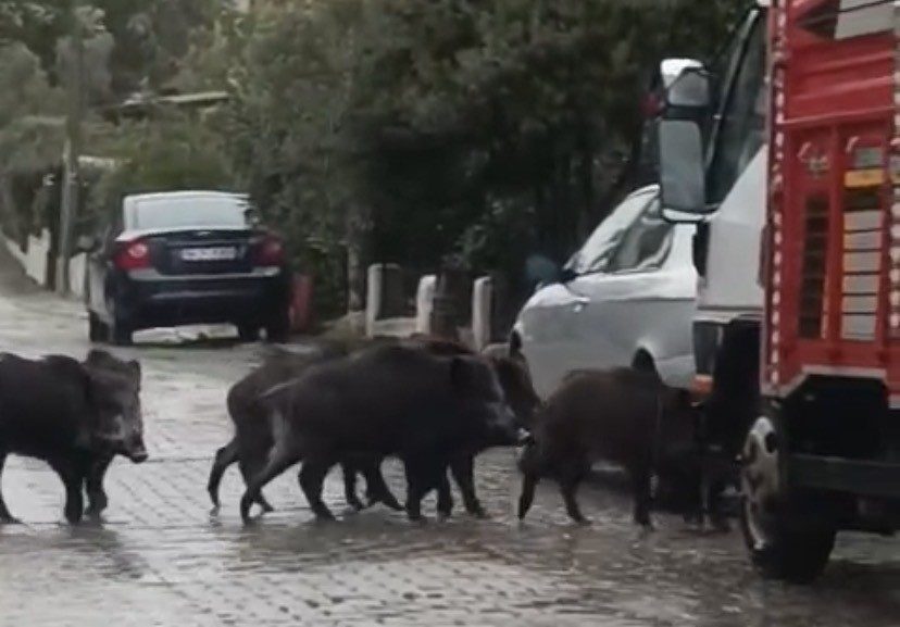 ayvalikta yagmurlu havada ac kalan domuzlar sehir merkezine indi e0e1f9455293 |